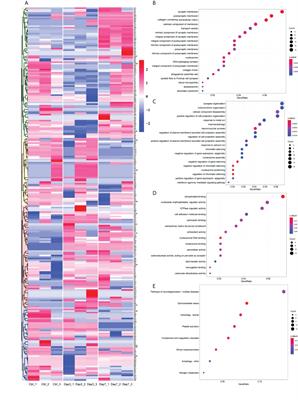 Understanding global changes of the mouse brain proteome after vaginal infection with HSV-2 using a label-free shotgun approach